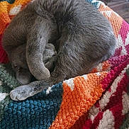 Luna joined the competition — help win amazing prizes! cat, sleeping, curled_up, grey_fur, paw, blanket, colorful, texture, cozy, resting, indoor, pet, feline, cute, relaxed, soft, warm, home, animal, comfort