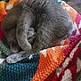 cat, sleeping, curled_up, grey_fur, paw, blanket, colorful, texture, cozy, resting, indoor, pet, feline, cute, relaxed, soft, warm, home, animal, comfort