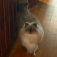 Dinkdoo is registered to the contest to win money with this photo: adorable, animal, cat, cozy, cute, domestic, feline, fluffy, fur, hallway, home, indoor, mammal, pet, portrait, small_animal, tail, walking, whiskers, wooden_floor