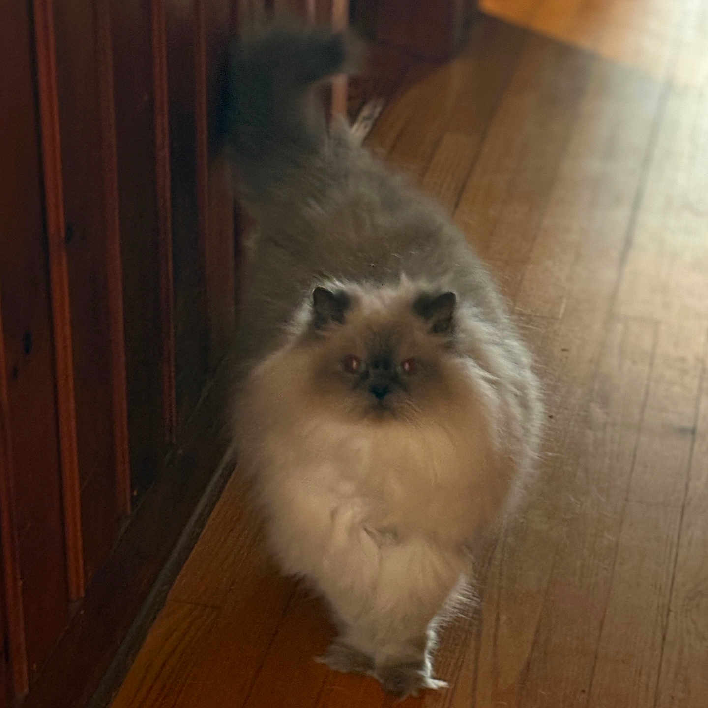 Dinkdoo is registered to the contest to win money with this photo: adorable, animal, cat, cozy, cute, domestic, feline, fluffy, fur, hallway, home, indoor, mammal, pet, portrait, small_animal, tail, walking, whiskers, wooden_floor