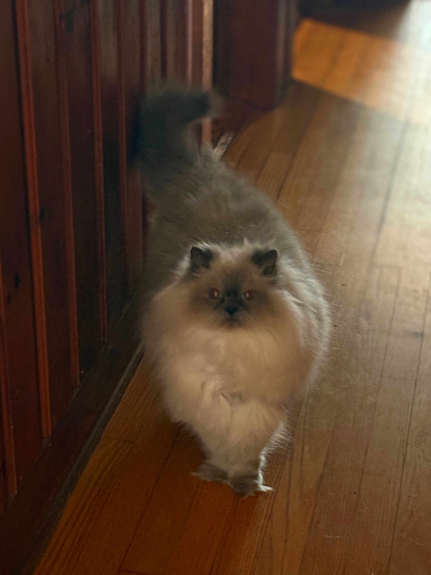 Dinkdoo is registered to the contest to win money with this photo: adorable, animal, cat, cozy, cute, domestic, feline, fluffy, fur, hallway, home, indoor, mammal, pet, portrait, small_animal, tail, walking, whiskers, wooden_floor