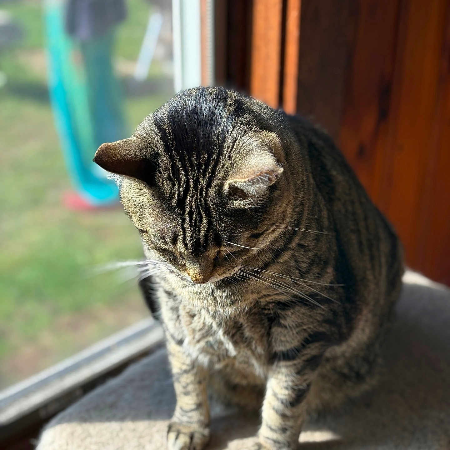 Charlie is registered to the contest to win money with this photo: animal, carpet, cat, contemplative, cozy, domestic, feline, fur, indoor, mammal, natural_light, perch, pet, quiet, striped, sunlight, tabby_cat, whiskers, window, wood