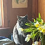 cat, close_up, cozy, domestic_animal, flower_vase, fluffy_fur, gray_cat, green_leaves, home, indoor, natural_light, pet, plant, sitting, still_life, table, white_tulips, window, wooden_wall, yellow_daffodils