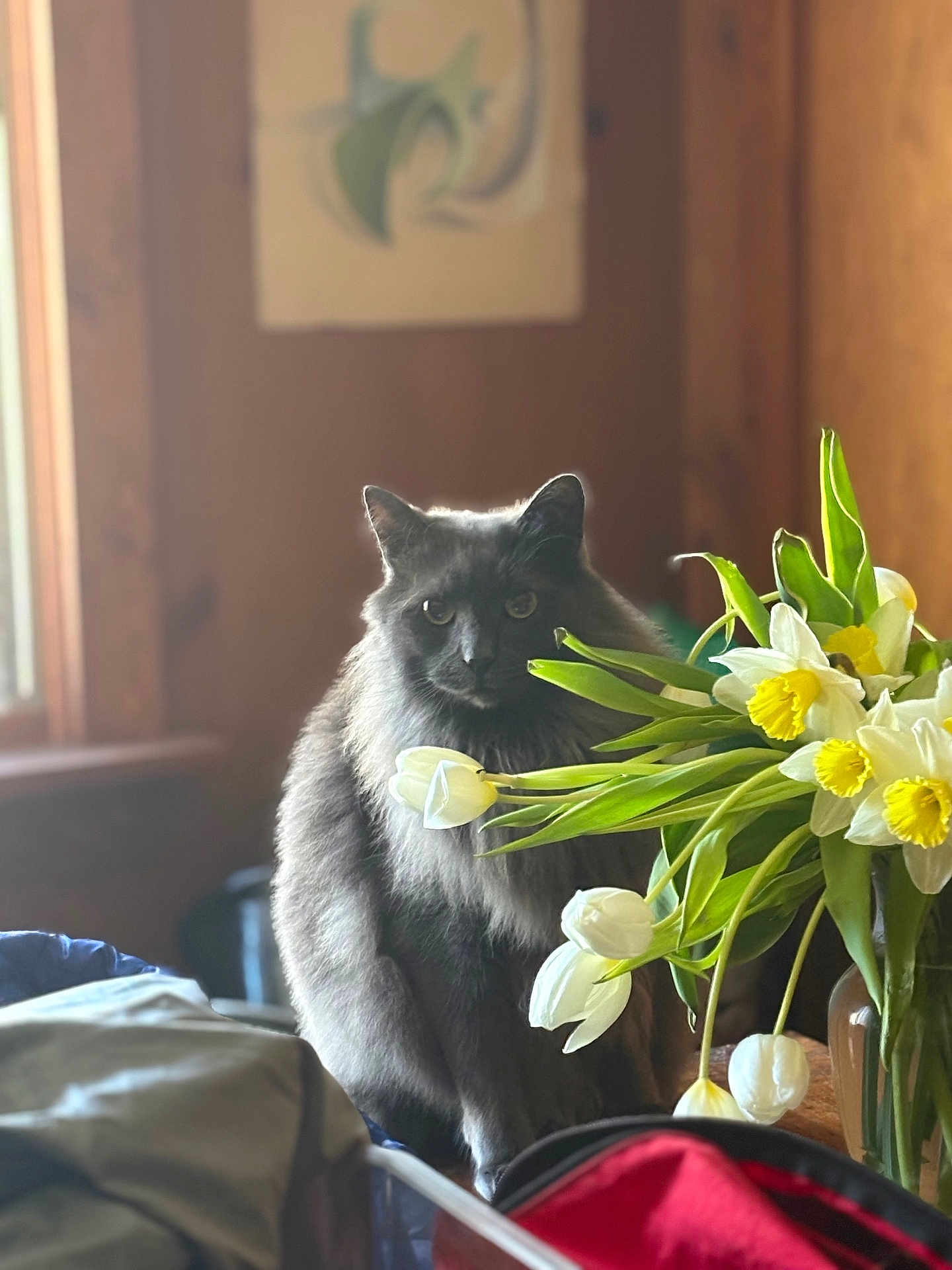 Reggie joined the competition — help win amazing prizes! cat, gray_cat, flower_vase, white_tulips, yellow_daffodils, indoor, wooden_wall, natural_light, window, plant, pet, fluffy_fur, domestic_animal, sitting, table, still_life, cozy, home, green_leaves, close_up