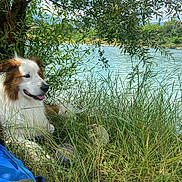 Roy a rejoint le concours — aidez-le/la à gagner de superbes lots ! dog, grass, tree, lake, water, outdoor, nature, canine, animal, sunlight, relaxing, blue_bag, greenery, summer, pet, fur, tongue_out, peaceful, shade, leaves