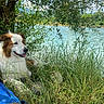 dog, grass, tree, lake, water, outdoor, nature, canine, animal, sunlight, relaxing, blue_bag, greenery, summer, pet, fur, tongue_out, peaceful, shade, leaves