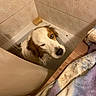 Roy participe au concours pour gagner de l'argent avec cette photo : animal, bath, bathroom, bathtub, canine, cute, dog, expression, floor, fur, home, indoor, pet, shower, soap, tile_wall, towel, water, wet, winking