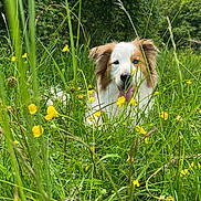 Roy a rejoint le concours — aidez-le/la à gagner de superbes lots ! animal, blue_eye, canine, dog, field, flora, fur, grass, greenery, happy, meadow, nature, outdoor, pet, playful, summer, sunlight, tongue_out, wildflowers, yellow_flowers
