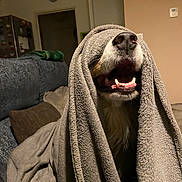 Lune participe au concours pour gagner de l'argent avec cette photo : animal, blanket, canine, couch, covering, cozy, cute, dog, expression, fabric, fur, home, indoors, living_room, mouth_open, pet, playful, portrait, snout, teeth