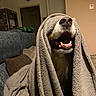 animal, blanket, canine, couch, covering, cozy, cute, dog, expression, fabric, fur, home, indoors, living_room, mouth_open, pet, playful, portrait, snout, teeth