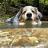 animal, calm, canine, close_up, dog, dog_face, forest, greenery, moss, natural_light, nature, outdoor, portrait, relaxing, rocks, serene, tree, water, wet, wildlife
