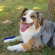 Lune a rejoint le concours — aidez-le/la à gagner de superbes lots ! dog, australian_shepherd, grass, tree, outdoor, pet, tongue_out, happy, playing, nature, canine, animal, fur, paw, toy, sunlight, relaxed, summer, greenery, lying_down