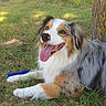 dog, australian_shepherd, grass, tree, outdoor, pet, tongue_out, happy, playing, nature, canine, animal, fur, paw, toy, sunlight, relaxed, summer, greenery, lying_down