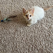Winston joined the competition — help win amazing prizes! kitten, cat, white, orange, fur, carpet, feather_toy, pet, animal, indoor, cute, small, playful, curious, young, domestic, feline, soft, sitting, texture