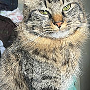 Psalm is registered to the contest to win money with this photo: cat, tabby, fur, whiskers, green_eyes, pet, animal, indoor, portrait, feline, close_up, sitting, cute, fluffy, domestic_cat, looking, focused, ears, face, mammal