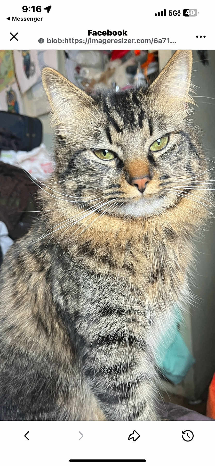 Psalm is registered to the contest to win money with this photo: cat, tabby, fur, whiskers, green_eyes, pet, animal, indoor, portrait, feline, close_up, sitting, cute, fluffy, domestic_cat, looking, focused, ears, face, mammal