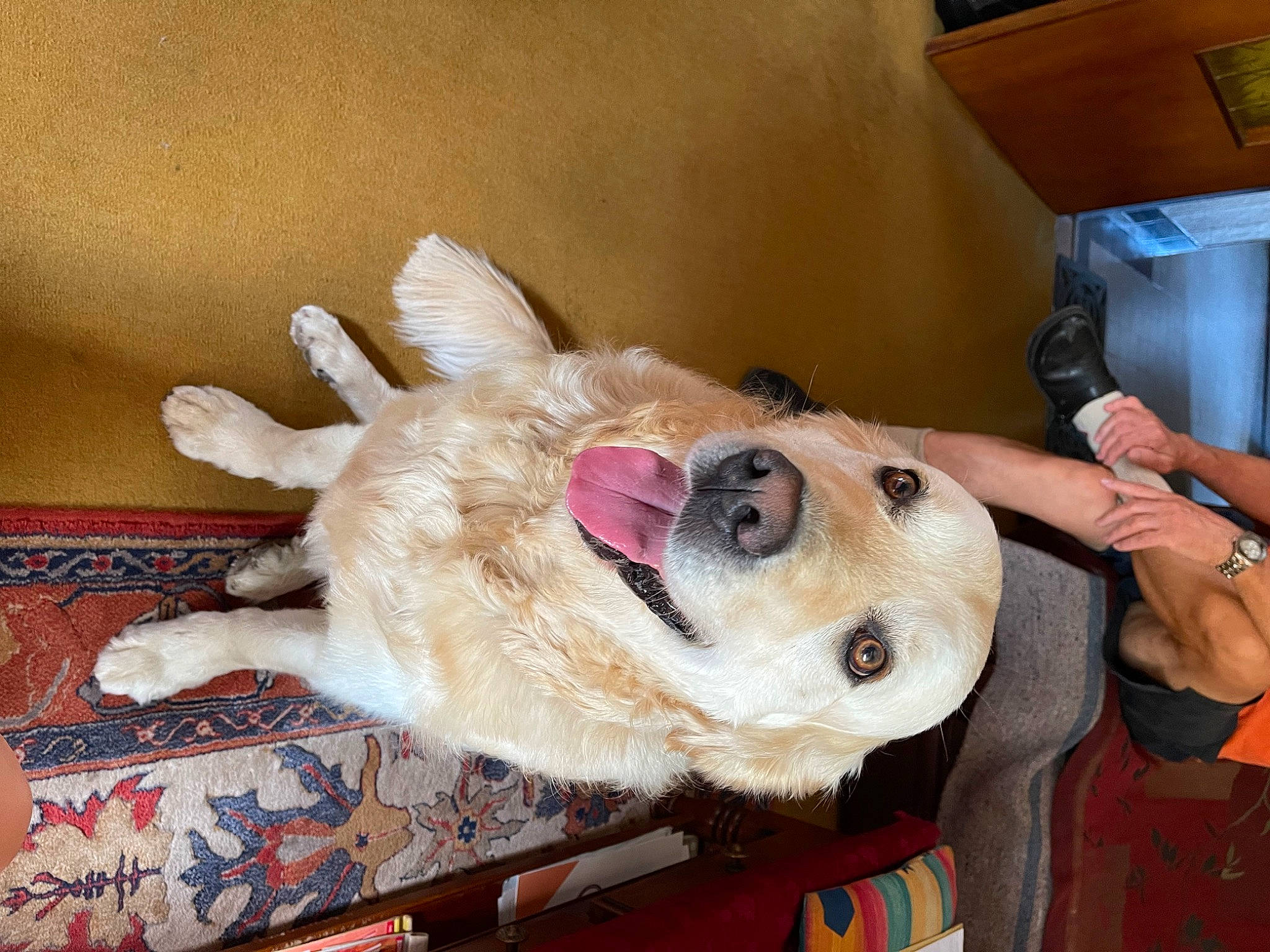 Népal participe au concours pour gagner de l'argent avec cette photo : canidae, carnivore, collar, comfort, companion_dog, dog, dog_breed, dog_supply, ear, fawn, fur, giant_dog_breed, non_sporting_group, party_hat, shipping_box, snout, sporting_group, whiskers