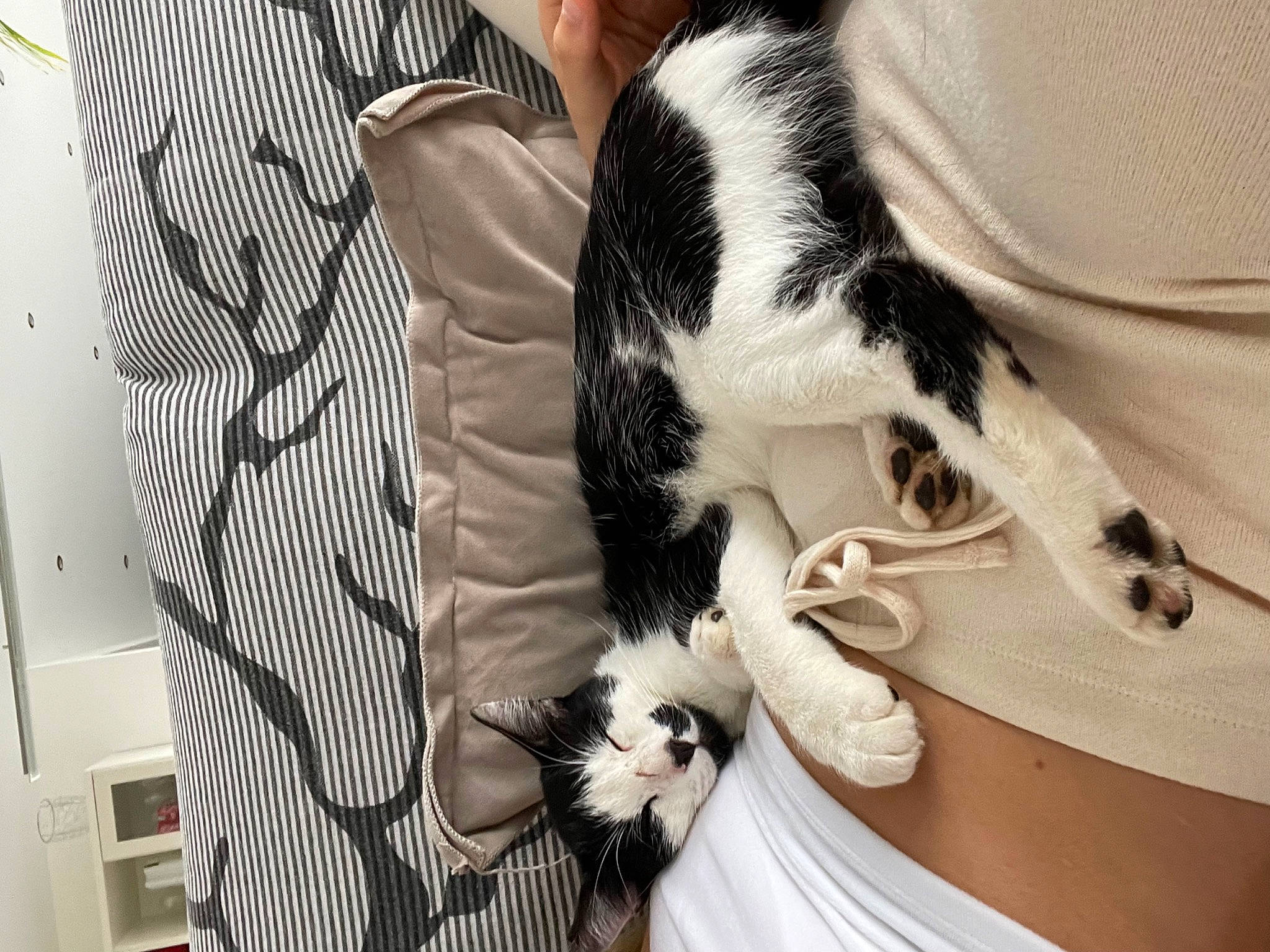 Oréo a rejoint le concours — aidez-le/la à gagner de superbes lots ! carnivore, comfort, companion_dog, dog_breed, dress_shirt, eyewear, fashion_accessory, felidae, formal_wear, fur, gesture, human_leg, pattern, small_to_medium_sized_cats, suit, sunglasses, tail, thigh, tie, whiskers