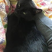 Mon Lardons participe au concours pour gagner de l'argent avec cette photo : asian, black, black_cat, bombay, carnivore, cat, domestic_short_haired_cat, felidae, fur, kitten, small_to_medium_sized_cats, tail, whiskers