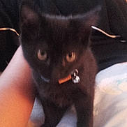 Mon Bb a rejoint le concours — aidez-le/la à gagner de superbes lots ! asian, black, black_cat, bombay, burmese, carnivore, cat, ear, felidae, fur, havana_brown, kitten, mammal, small_to_medium_sized_cats, tail, whiskers