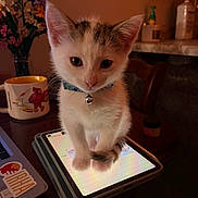 Berry is registered to the contest to win money with this photo: kitten, cat, tablet, indoor, table, mug, flowers, collar, bell, curious, pet, domestic, feline, warm_light, cozy, wooden_chair, technology, screen, closeup, young_cat