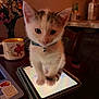 kitten, cat, tablet, indoor, table, mug, flowers, collar, bell, curious, pet, domestic, feline, warm_light, cozy, wooden_chair, technology, screen, closeup, young_cat