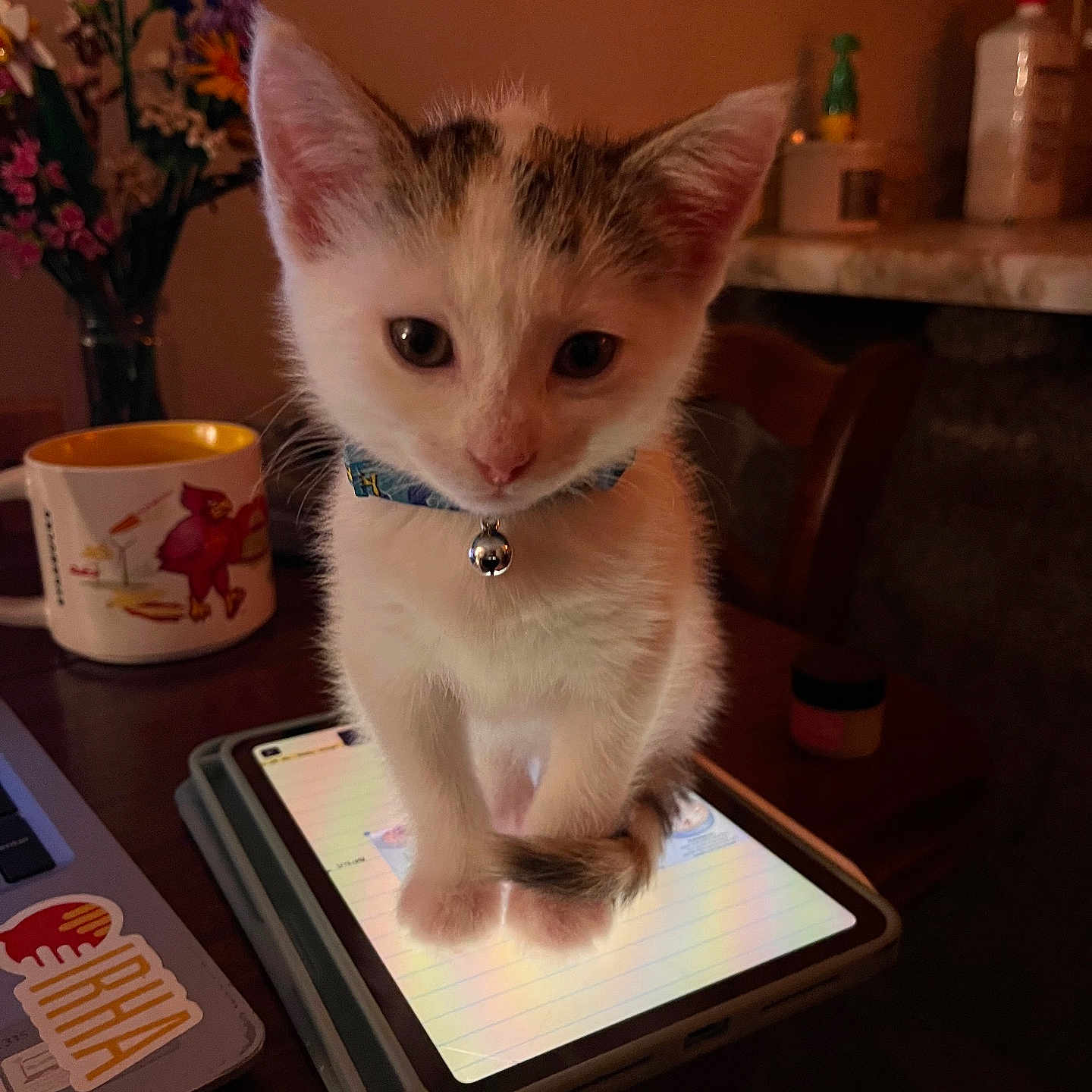 Berry is registered to the contest to win money with this photo: bell, cat, closeup, collar, cozy, curious, domestic, feline, flowers, indoor, kitten, mug, pet, screen, table, tablet, technology, warm_light, wooden_chair, young_cat