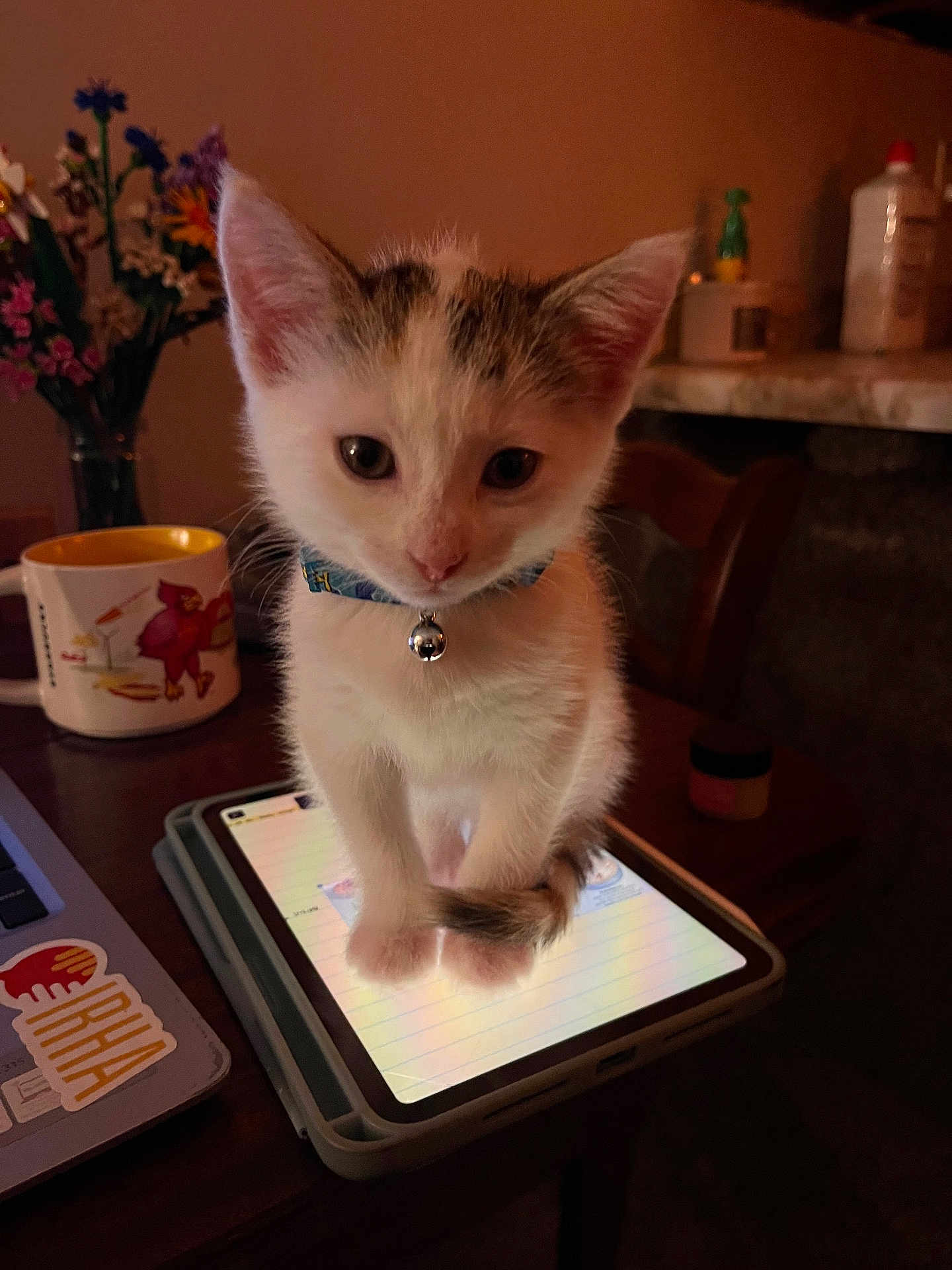 Berry is registered to the contest to win money with this photo: kitten, cat, tablet, indoor, table, mug, flowers, collar, bell, curious, pet, domestic, feline, warm_light, cozy, wooden_chair, technology, screen, closeup, young_cat