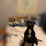 Nino Ulcka participe au concours pour gagner de l'argent avec cette photo : animal, bed, black_dog, blanket, companion, cozy, cute, dog, domestic, furniture, house, indoor, pet, pillow, relaxed, resting, sleeping_area, small_dog, window, wooden_bedframe