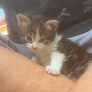 Oslo participe au concours pour gagner de l'argent avec cette photo : kitten, cat, pet, animal, furry, cute, small, young, curious, clinging, arm, human_skin, indoor, closeup, whiskers, feline, adorable, soft, fur, eyes