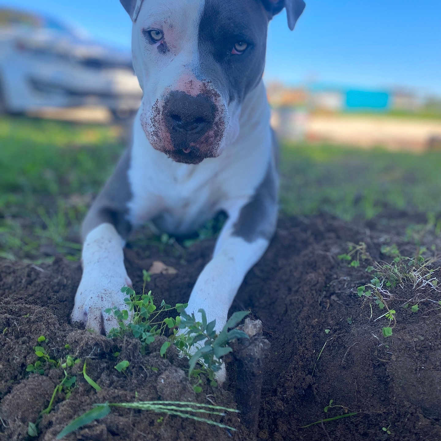 Ghost is registered to the contest to win money with this photo: animal, blue_sky, canine, close_up, daylight, dirt, dog, ears, front_paws, grass, ground, lying_down, muddy, nature, outdoor, pet, pitbull, portrait, serious_expression, snout