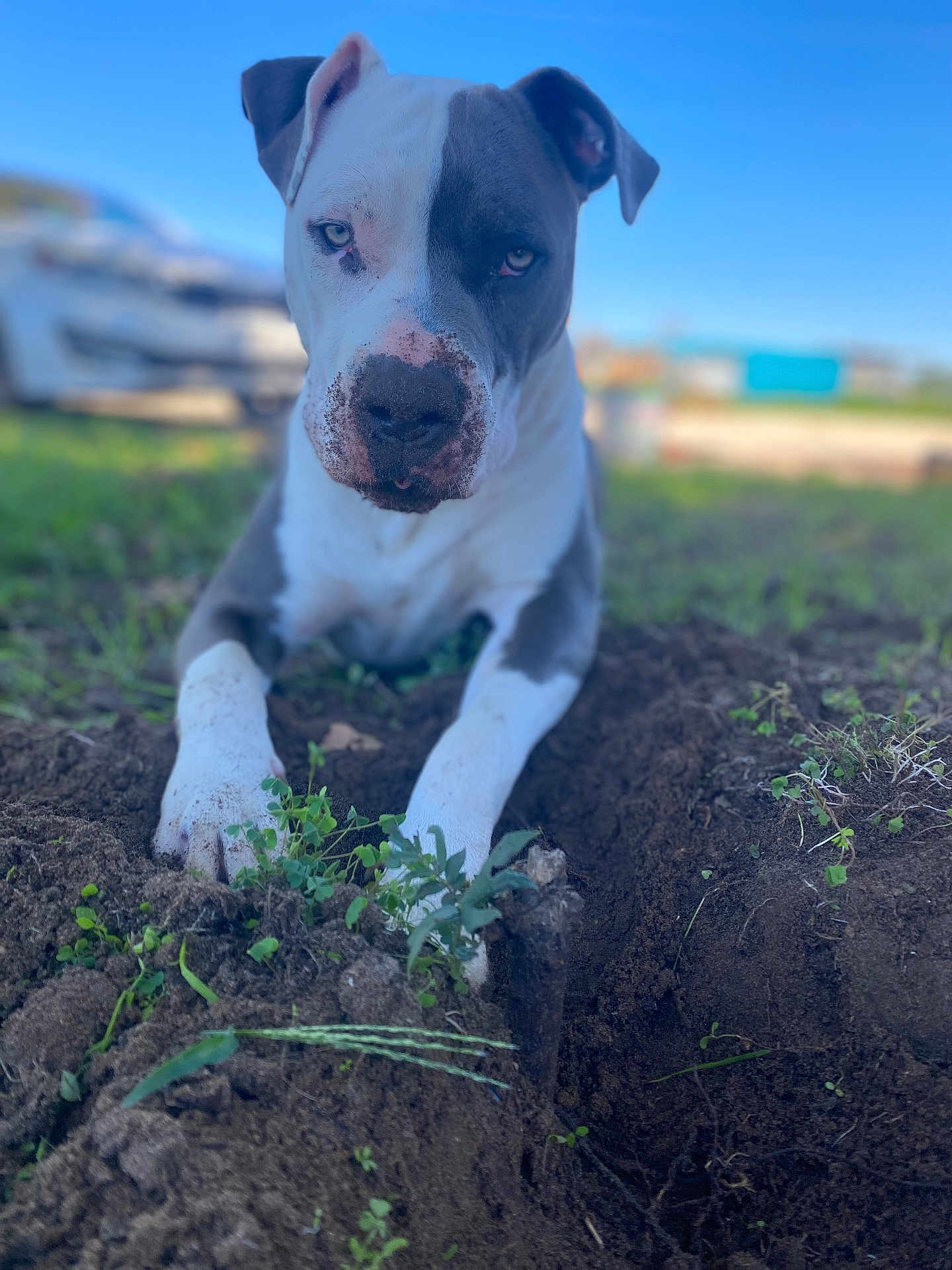 Ghost is registered to the contest to win money with this photo: dog, pitbull, outdoor, dirt, muddy, grass, blue_sky, animal, pet, lying_down, close_up, front_paws, nature, daylight, canine, portrait, serious_expression, ground, ears, snout