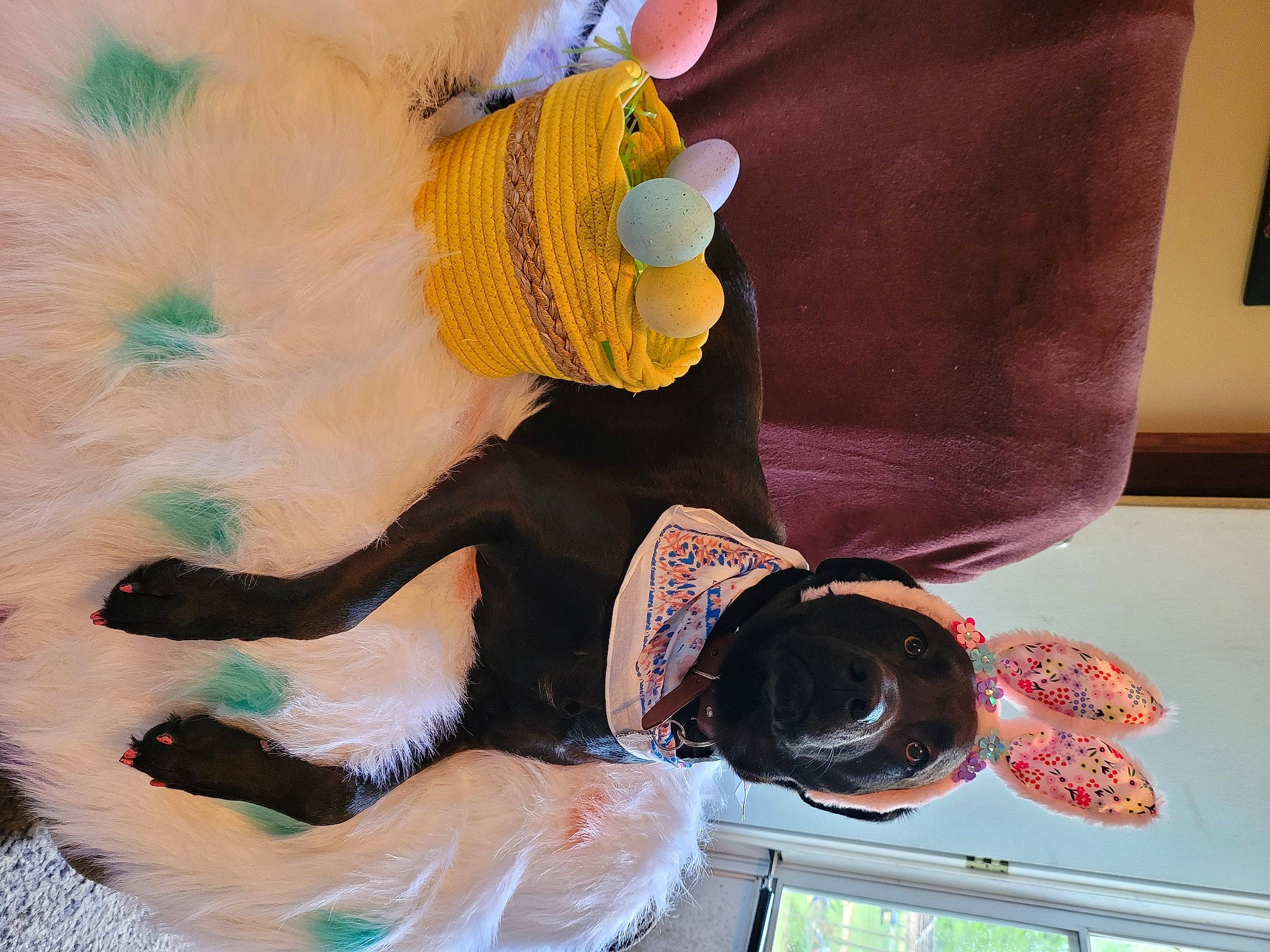 Fancy joined the competition — help win amazing prizes! art, costume, fashion_accessory, fashion_design, fun, fur, hat, linens, magenta, paint, painting, pattern, plush, room, stuffed_toy, thread, visual_arts, window, wool, woolen