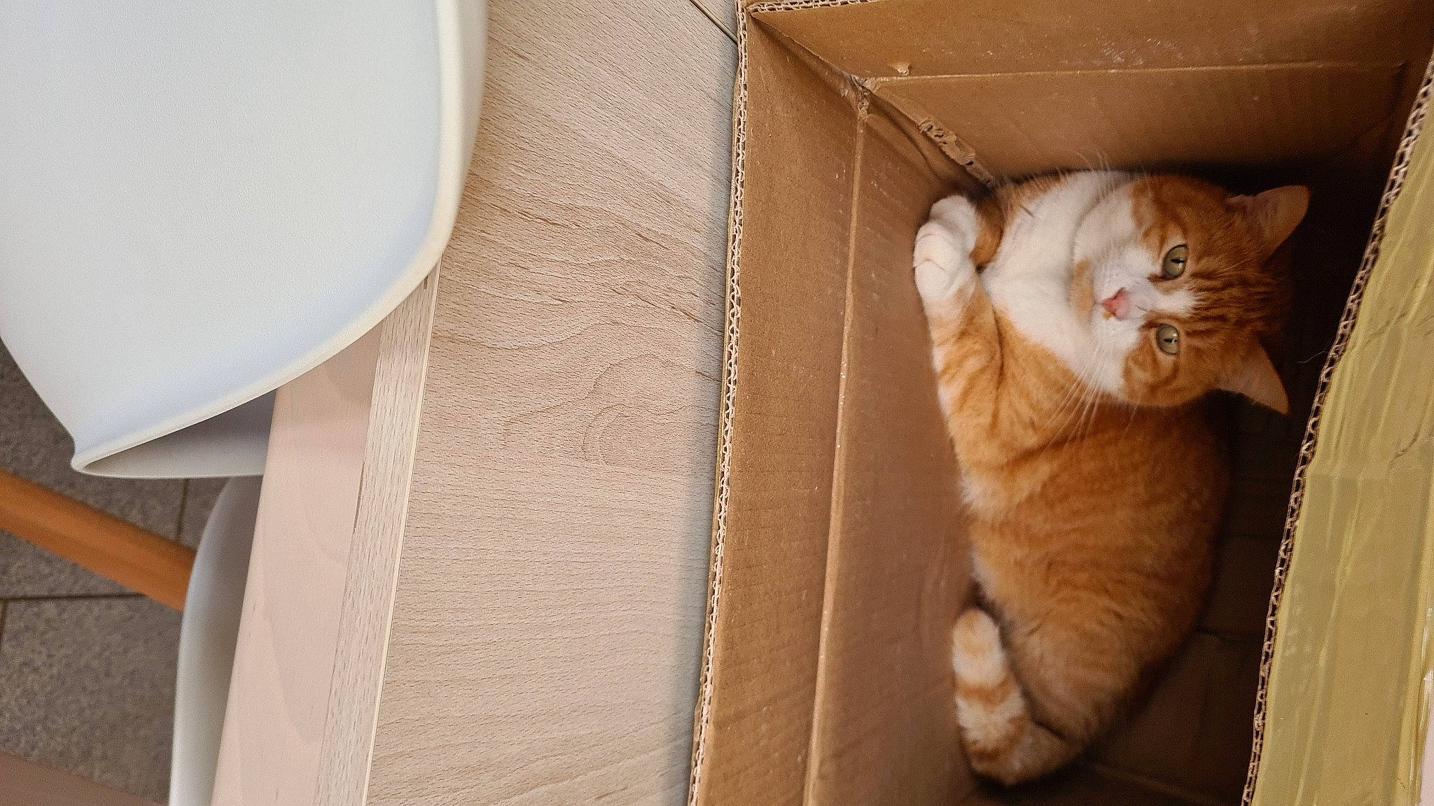 Max a rejoint le concours — aidez-le/la à gagner de superbes lots ! box, cardboard, carnivore, carton, cat, comfort, domestic_short_haired_cat, fawn, felidae, flooring, fur, hardwood, packing_materials, room, shipping_box, small_to_medium_sized_cats, tail, textile, whiskers, wood