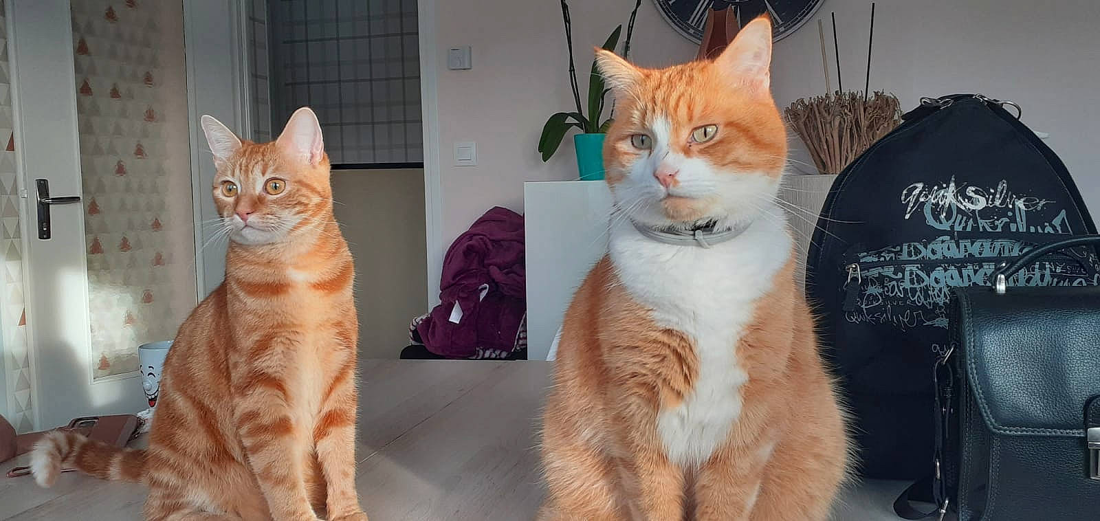 Max participe au concours pour gagner de l'argent avec cette photo : carnivore, cat, comfort, domestic_short_haired_cat, fawn, felidae, fur, paw, peach, sitting, small_to_medium_sized_cats, snout, tail, whiskers, window