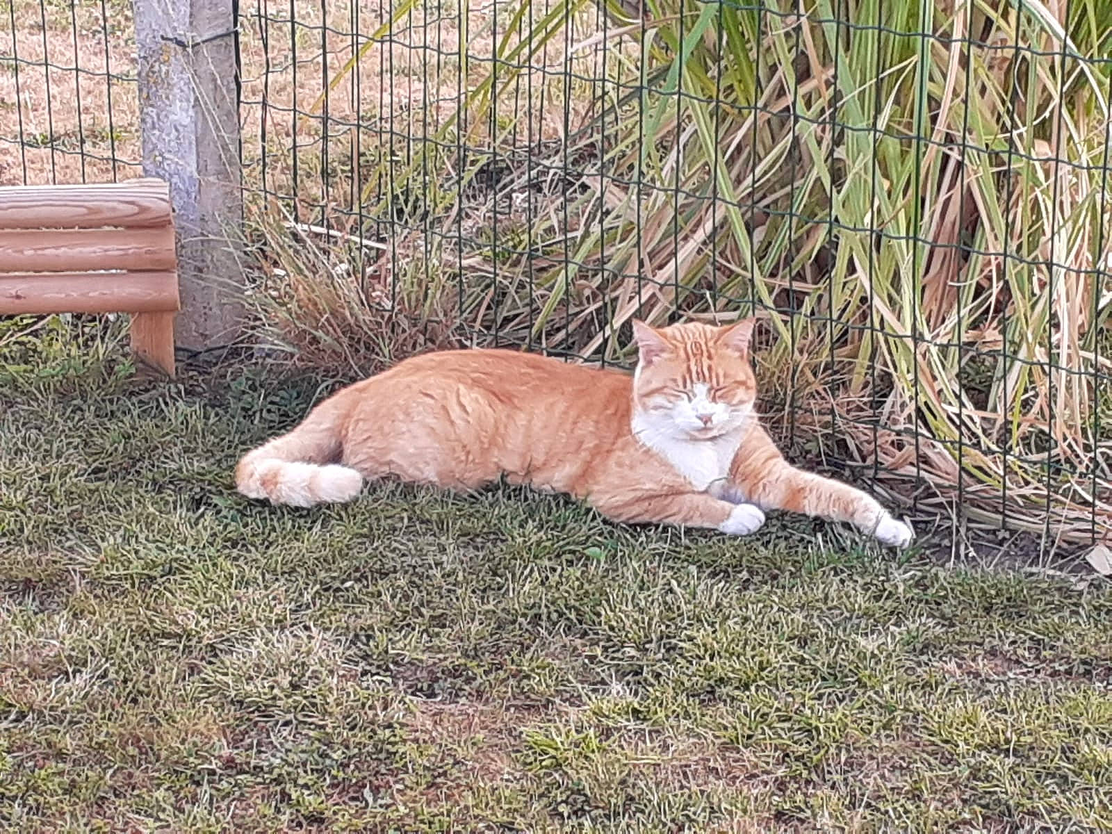 Max a rejoint le concours — aidez-le/la à gagner de superbes lots ! carnivore, cat, domestic_short_haired_cat, european_shorthair, fawn, felidae, grass, mammal, plant, small_to_medium_sized_cats, tabby_cat, tail, tree, vertebrate, whiskers, wild_cat, wildlife