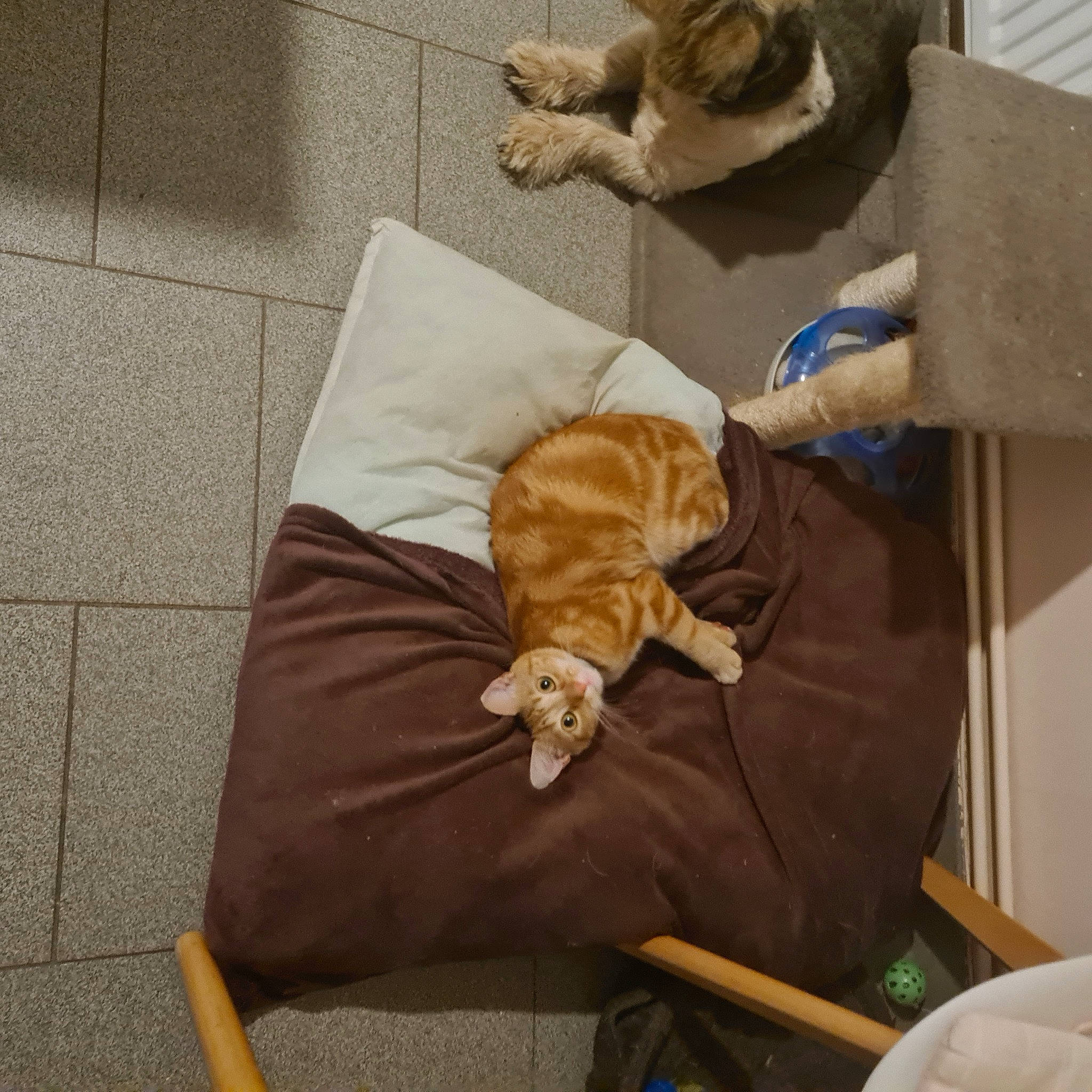 Rosalie a rejoint le concours — aidez-le/la à gagner de superbes lots ! bag, carnivore, cat, chair, comfort, companion_dog, domestic_short_haired_cat, fawn, felidae, fur, linens, luggage_and_bags, mammal, small_to_medium_sized_cats, sporting_group, teddy_bear, textile, vertebrate, whiskers, wood