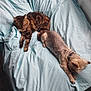 Nina participe au concours pour gagner de l'argent avec cette photo : animal_pair, bed, cat, collar, companion, cozy, dog, domestic_animals, fur, home, indoor, light_blue_bedspread, napping, pets, relaxing, resting, sleeping, small_dog, tabby_cat, window_light
