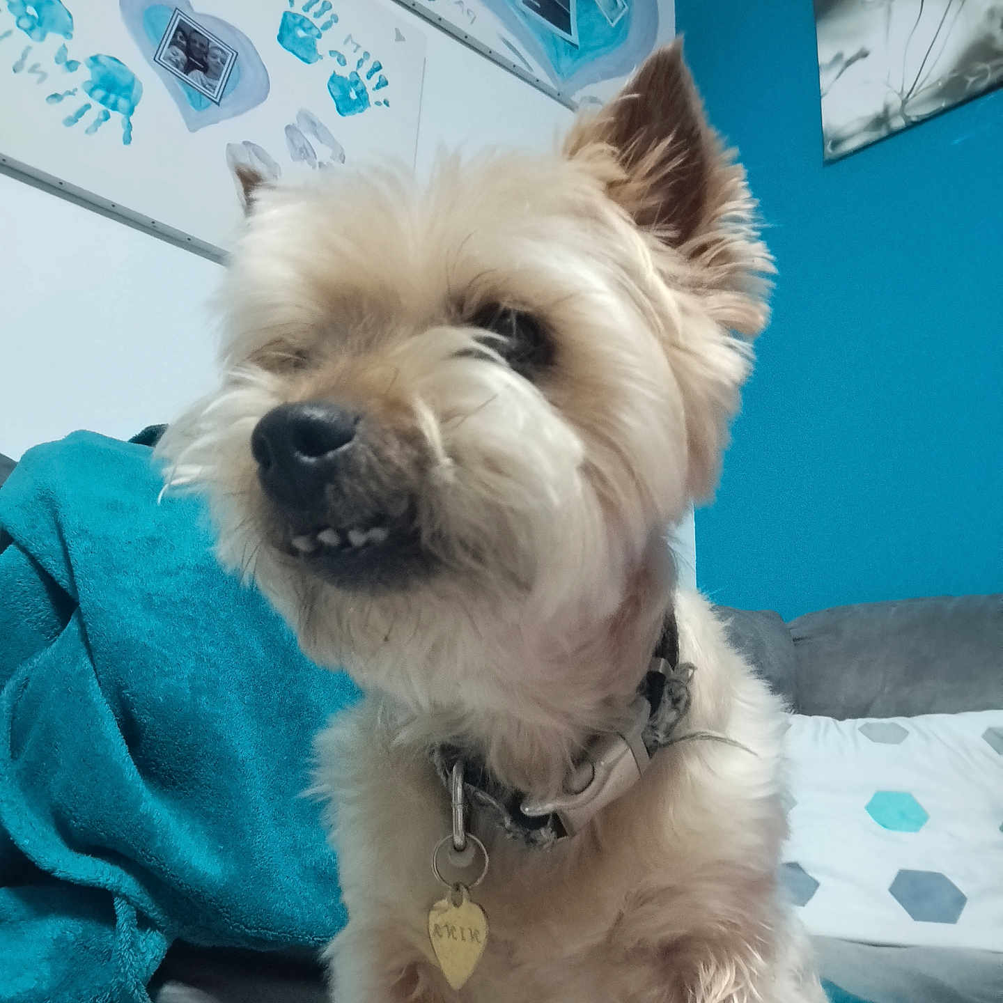 Nina a rejoint le concours — aidez-le/la à gagner de superbes lots ! animal, art, blanket, blue_wall, closeup, collar, couch, cute, decor, dog, fur, furry, handprint_art, indoor, living_room, painting, pet, portrait, small_dog, tag