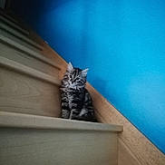 Meg a rejoint le concours — aidez-le/la à gagner de superbes lots ! animal, architecture, building, cat, closet, cupboard, drawer, furniture, handrail, hardwood, house, housing, indoors, kitten, manx, pet, plywood, shelf, staircase, wood