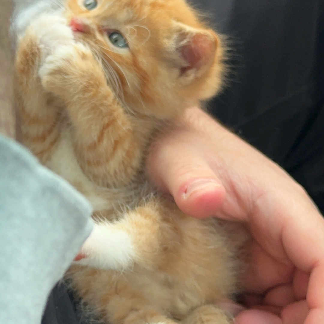 Creamsicle joined the competition — help win amazing prizes! animal, blue_eyes, closeup, cuddle, cute, domestic_cat, feline, fluffy, hand, human_hand, indoor, kitten, orange_cat, paw, pet, playing, resting, soft_fur, warm_lighting, young