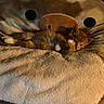 Creamsicle is registered to the contest to win money with this photo: animal, blanket, cat, comfort, cozy, cute, furry, home, indoors, kitten, lying_down, orange_cat, pet, plush_pillow, resting, sleepy, small, soft_texture, warm_lighting, white_paws