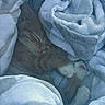 animal, blanket, cat, comfort, cozy, cute, fur, ginger, indoor, kitten, nap, paws, peaceful, pet, resting, sleeping, snuggled, soft, warm, white