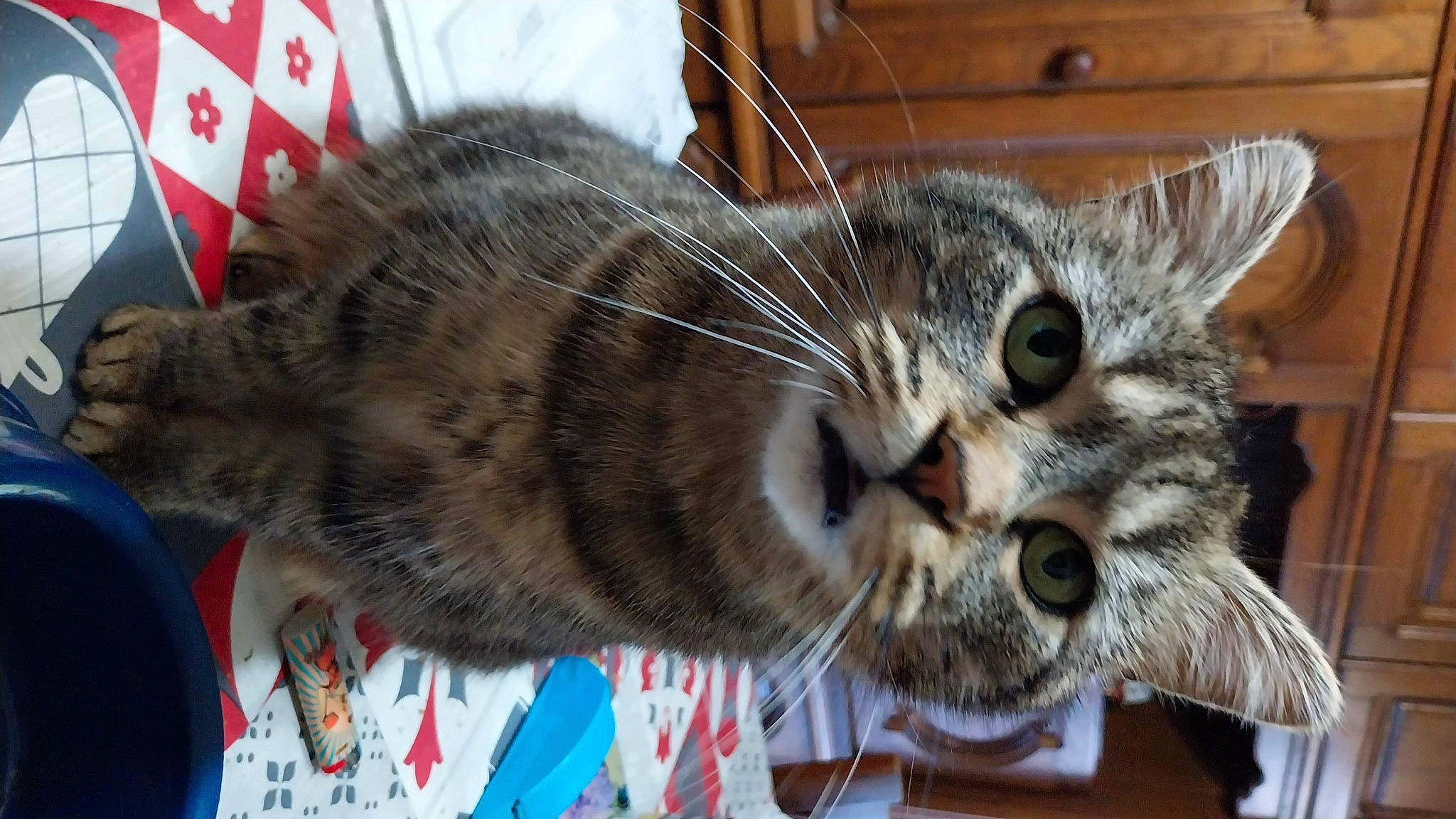 Mimine participe au concours pour gagner de l'argent avec cette photo : carnivore, cat, cat_supply, claw, collar, domestic_short_haired_cat, felidae, flag, fur, mammal, paw, small_to_medium_sized_cats, snout, terrestrial_animal, whiskers