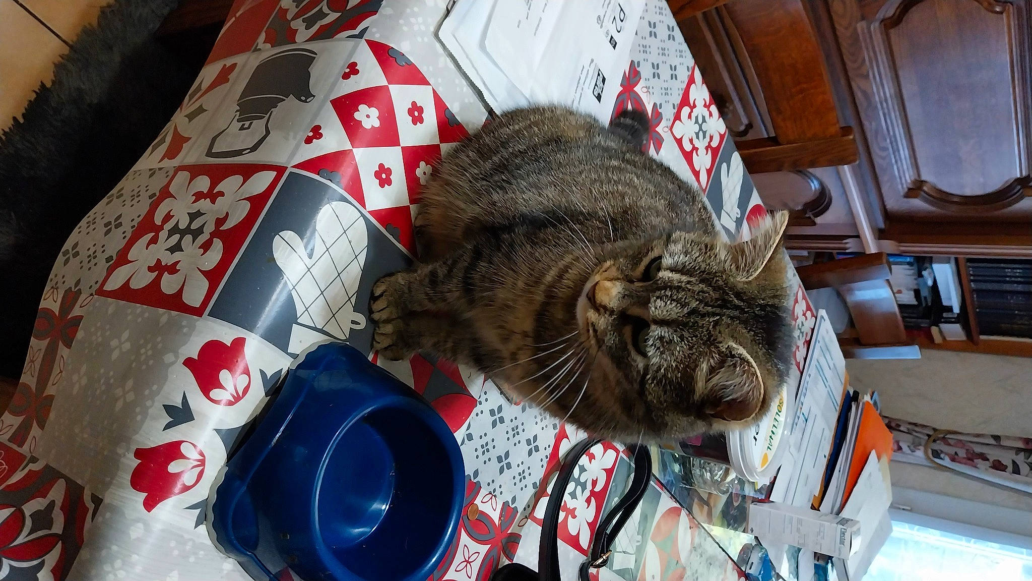 Mimine participe au concours pour gagner de l'argent avec cette photo : carnivore, cat, claw, comfort_food, domestic_short_haired_cat, felidae, fur, small_to_medium_sized_cats, tableware, tail, whiskers