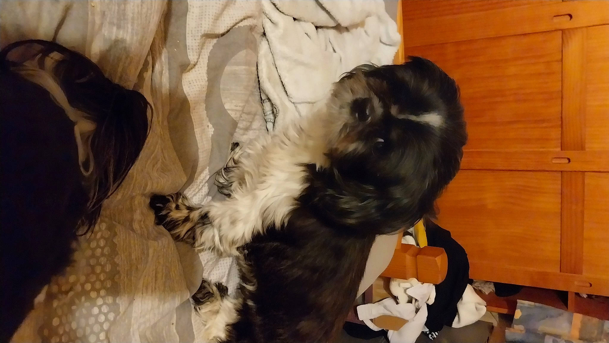 Charlie a rejoint le concours — aidez-le/la à gagner de superbes lots ! brown, canidae, carnivore, comfort, companion_dog, dog, dog_breed, fawn, felidae, fur, hardwood, liver, small_to_medium_sized_cats, snout, sporting_group, tail, toy_dog, whiskers, wood, working_animal