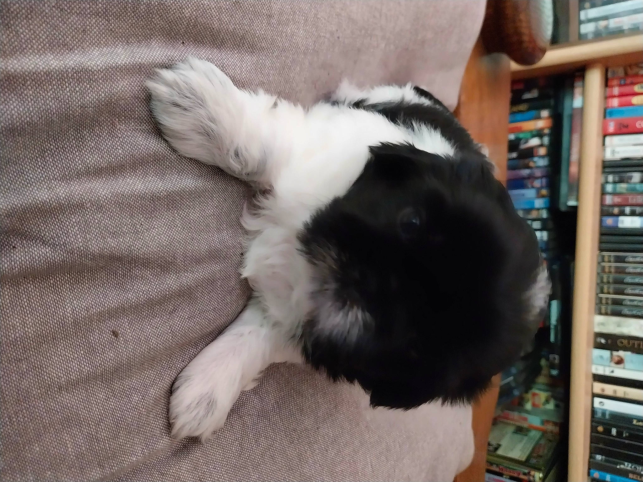 Charlie participe au concours pour gagner de l'argent avec cette photo : bookcase, canidae, carnivore, claw, comfort, companion_dog, dog_breed, domestic_rabbit, felidae, foot, fur, paw, publication, rabbits_and_hares, shelf, shelving, small_to_medium_sized_cats, sporting_group, tail, whiskers