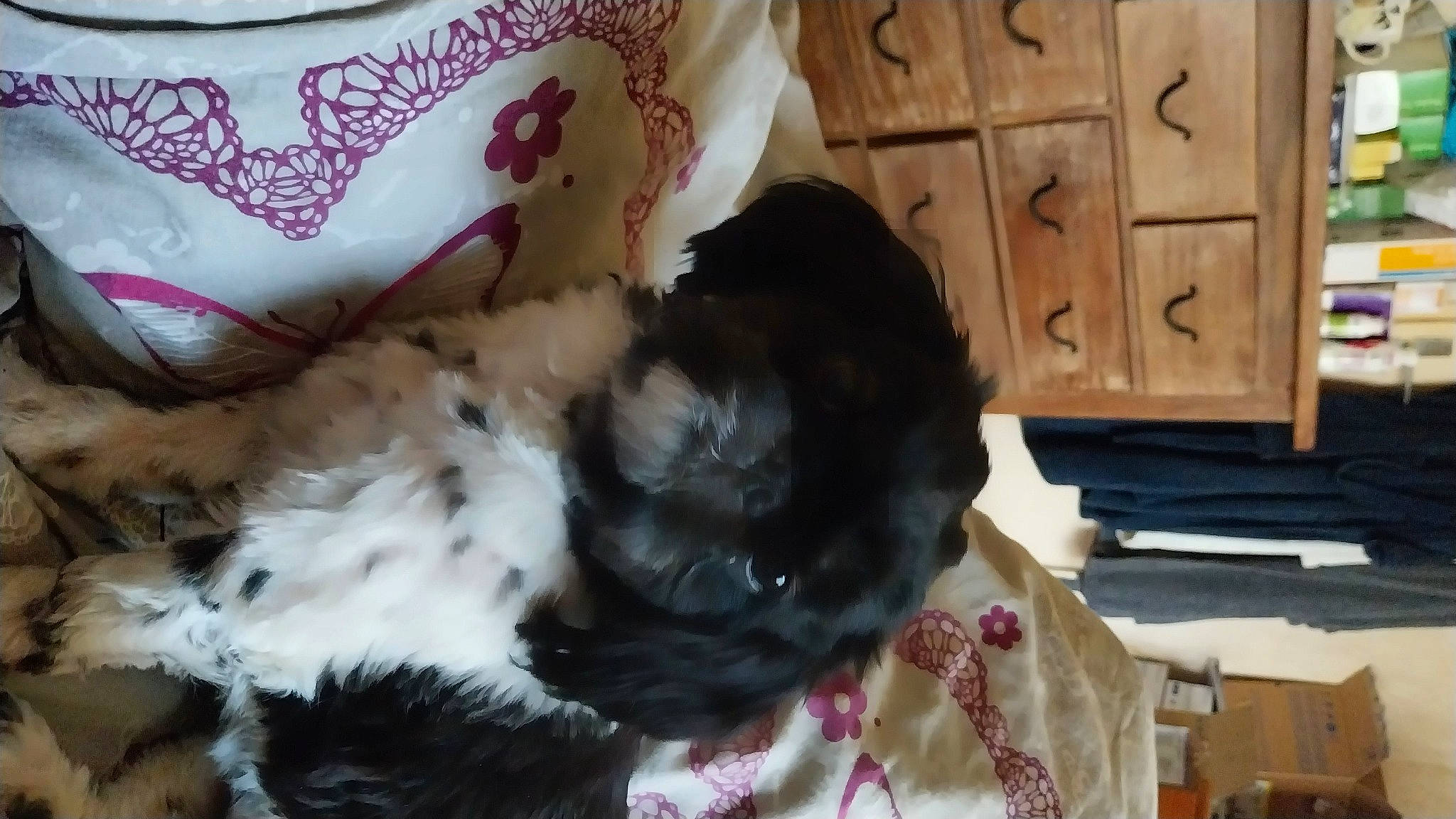 Charlie participe au concours pour gagner de l'argent avec cette photo : cabinetry, carnivore, coffee_cup, comfort, companion_dog, cup, dishware, dog_breed, drinkware, felidae, fur, liver, porcelain, serveware, small_to_medium_sized_cats, sporting_group, tail, teacup, whiskers, wood