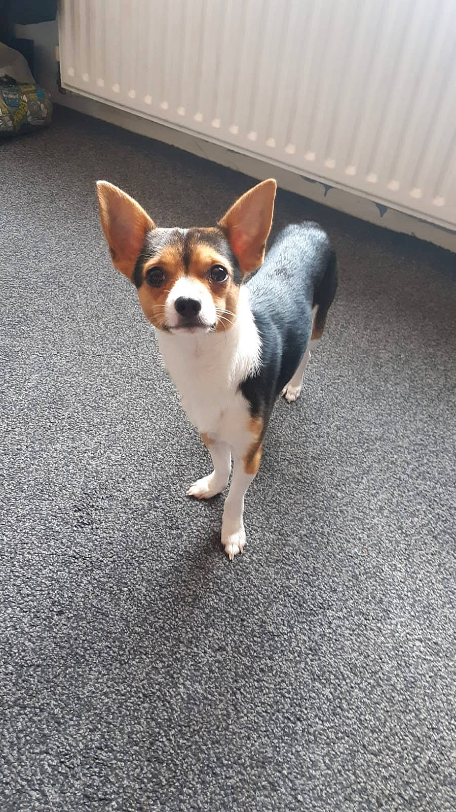 Ted is registered to the contest to win money with this photo: canidae, carnivore, chihuahua, collar, companion_dog, dog, dog_breed, dog_supply, fawn, flooring, fur, paw, road_surface, snout, sporting_group, tail, terrestrial_animal, toy_dog, whiskers, working_animal