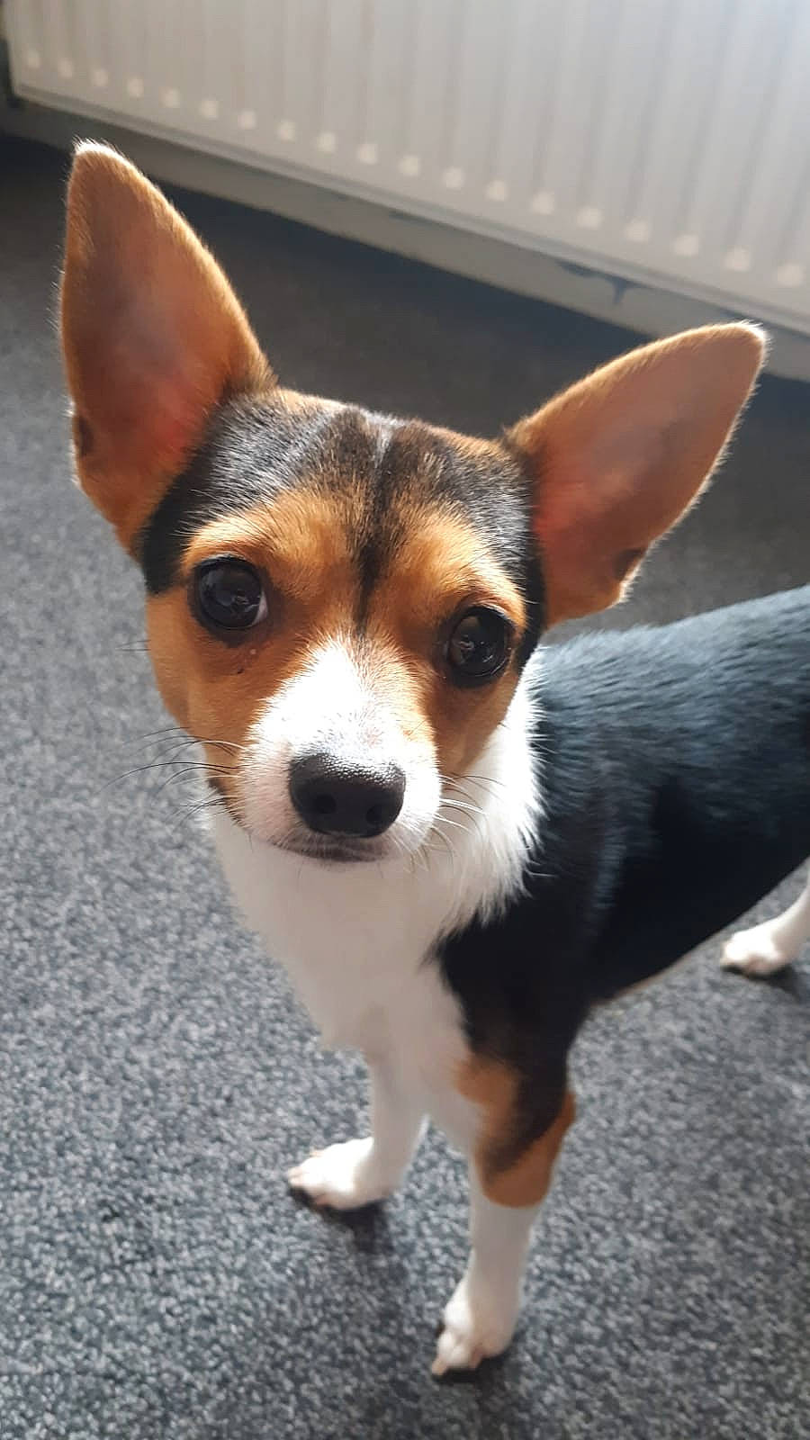 Ted joined the competition — help win amazing prizes! carnivore, companion_dog, dog, dog_breed, fur, road_surface, snout, sporting_group, terrestrial_animal, whiskers, working_dog